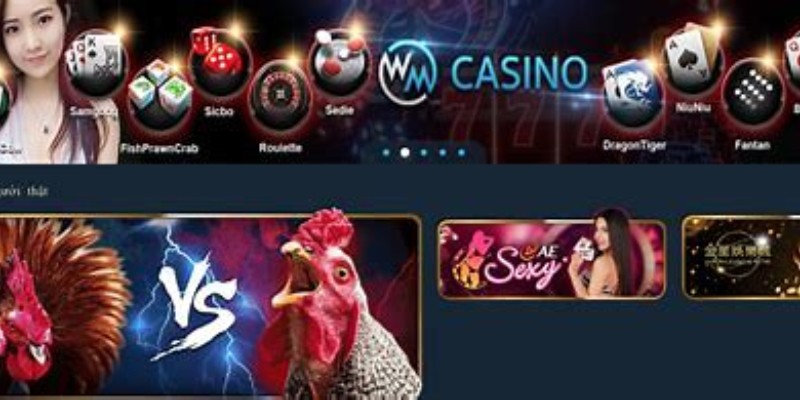 Đá gà casino là gì